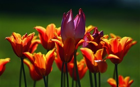 Оранжевый и фиолетовый тюльпан цветы HD обои