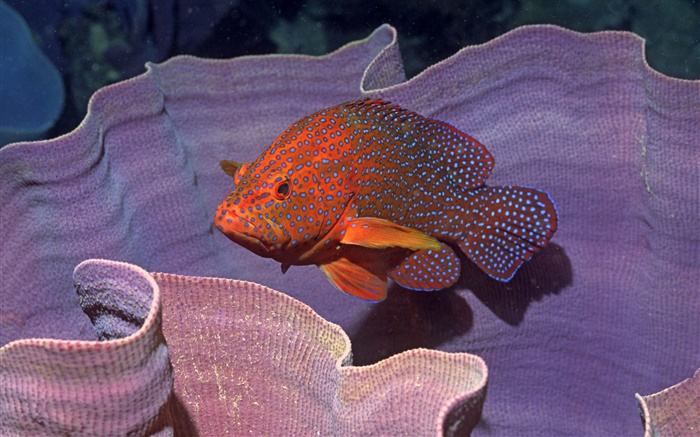 Оранжевый рыбы обои,s изображение