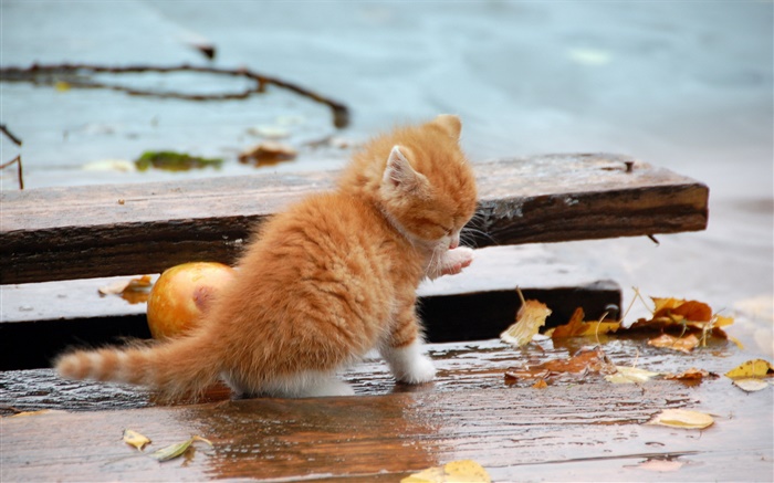 Оранжевый котенок, осень, листья обои,s изображение