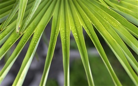 пальмовых листьев крупным планом