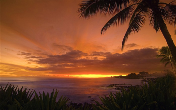 Пальмы, берег, море, красное небо, закат обои,s изображение