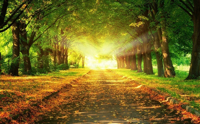 парк, дорога, деревья, солнечные лучи, осень обои,s изображение
