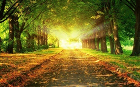 парк, дорога, деревья, солнечные лучи, осень HD обои