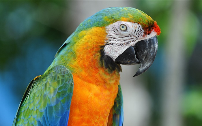 Parrot крупным планом обои,s изображение