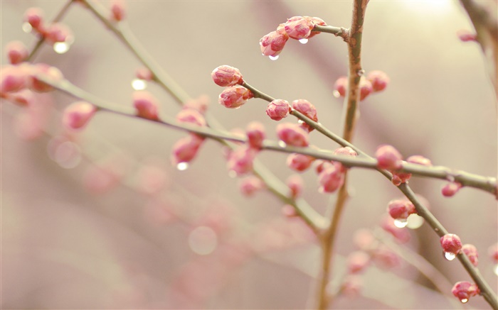 Персик цветочные бутоны, весна, ветки обои,s изображение