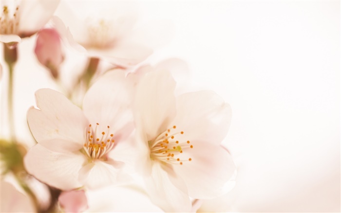 персик цветы макро, лепестки обои,s изображение