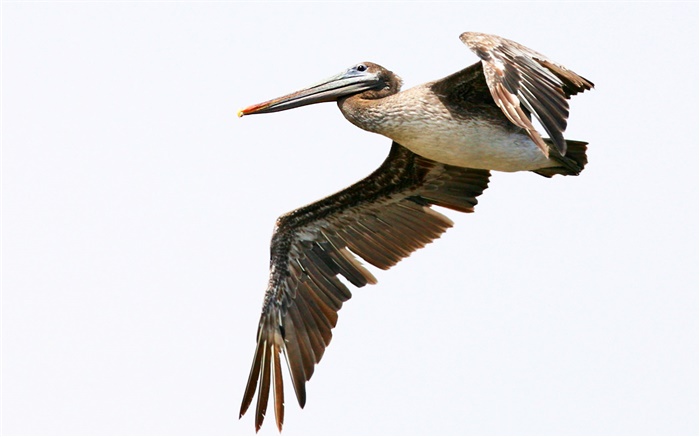 Перуанский пеликан полет обои,s изображение