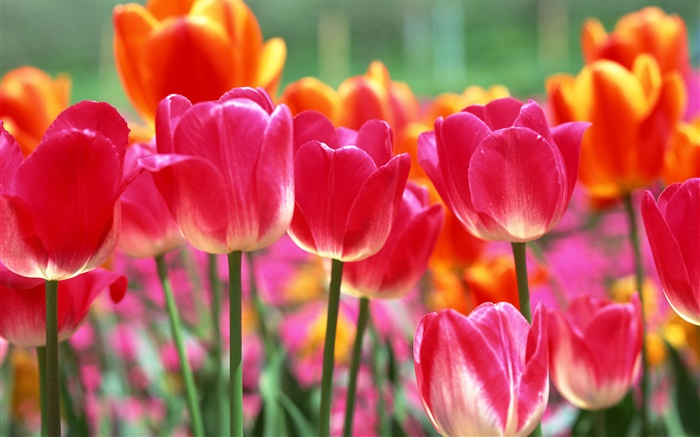 Розовый и оранжевый тюльпан цветы обои,s изображение