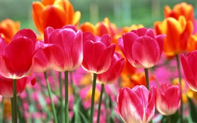 Розовый и оранжевый тюльпан цветы HD обои