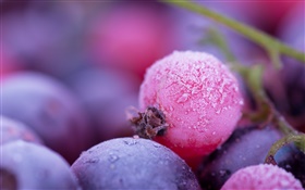 Розовые и фиолетовые ягоды, мороз, зима HD обои