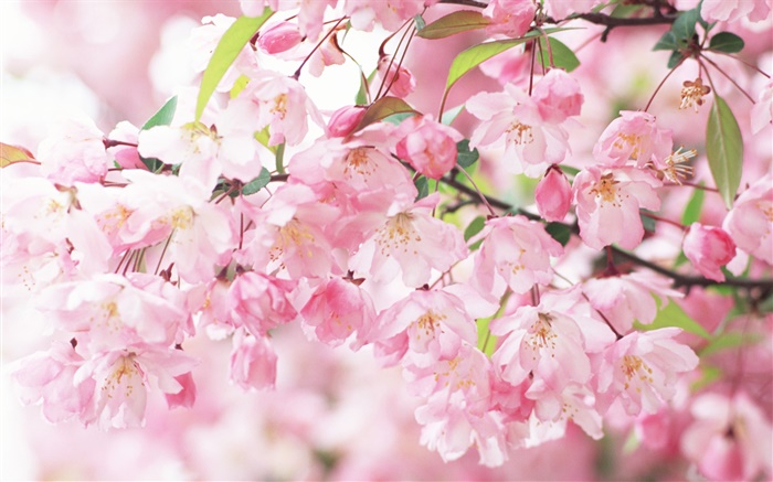 Розовые цветы вишни, размыто обои,s изображение