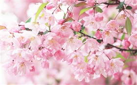 Розовые цветы вишни, размыто HD обои