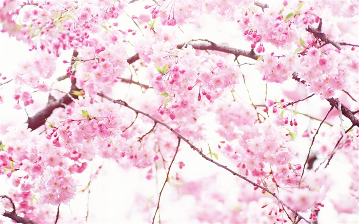 Розовые цветы вишни, дерево, весна обои,s изображение
