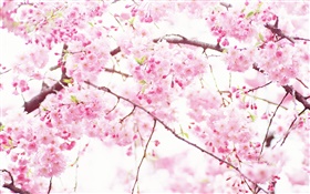 Розовые цветы вишни, дерево, весна HD обои
