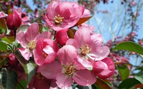 Розовые цветы в саду HD обои