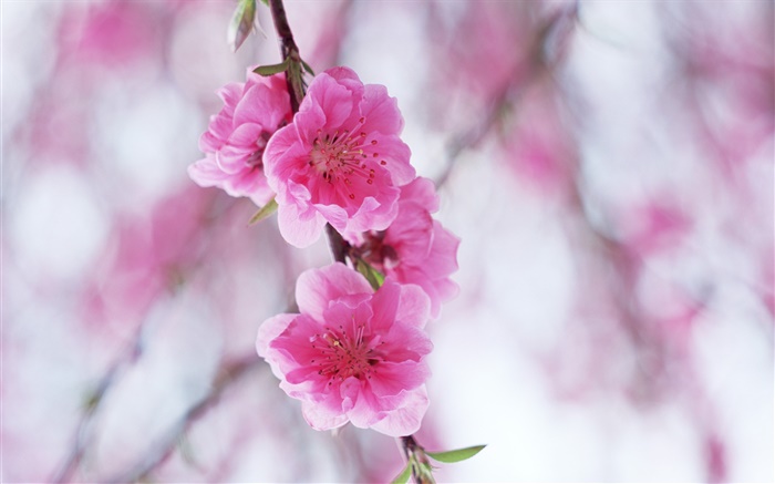 Розовые цветы персика обои,s изображение