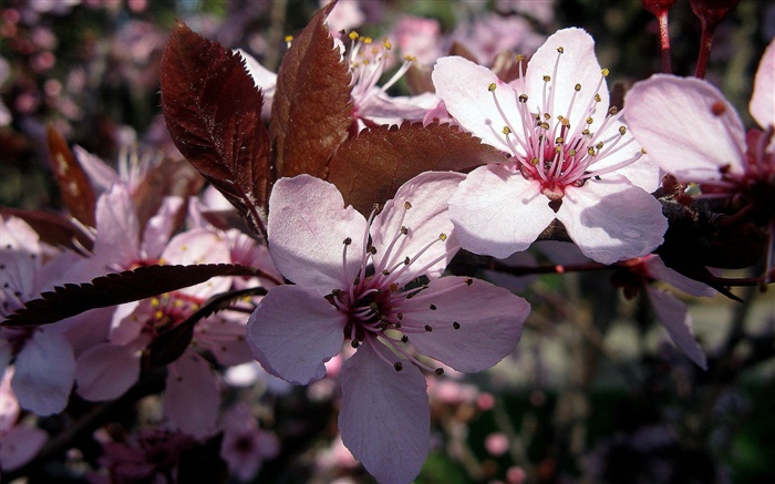 Розовые цветы сливы крупным планом обои,s изображение