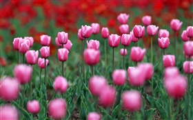 Розовый поле тюльпанов HD обои