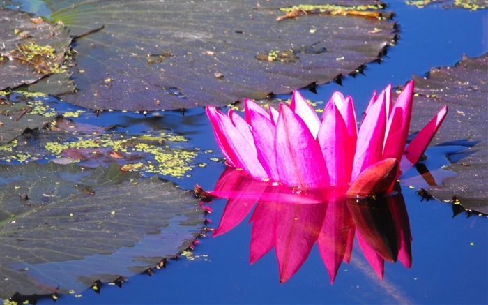 Розовая вода цветок лилии, пруд обои,s изображение