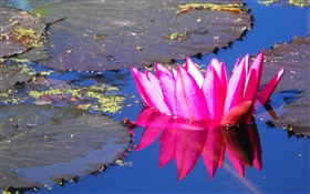Розовая вода цветок лилии, пруд HD обои