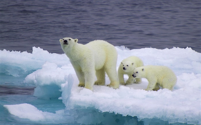 Белый медведь и медвежата, лед, холод обои,s изображение