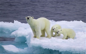 Белый медведь и медвежата, лед, холод