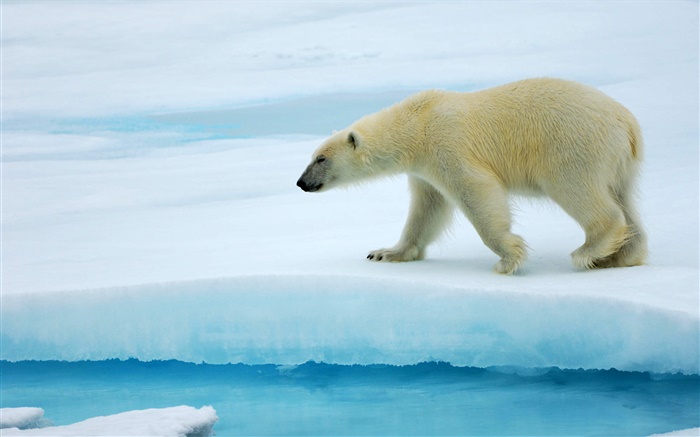 Белый медведь ходьба на льду обои,s изображение