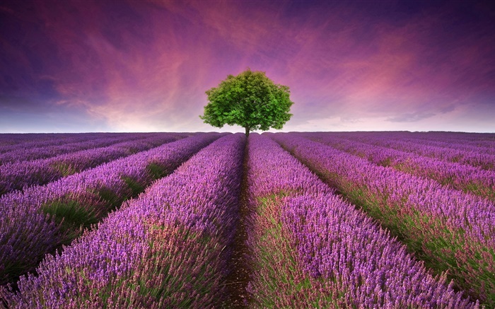 Фиолетовый поле цветы лаванды, дерево обои,s изображение