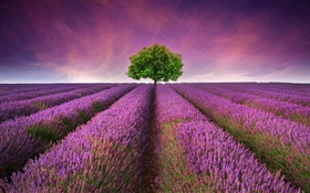 Фиолетовый поле цветы лаванды, дерево