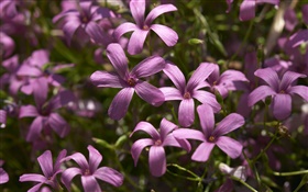фиолетовый маленькие цветки фотографии HD обои