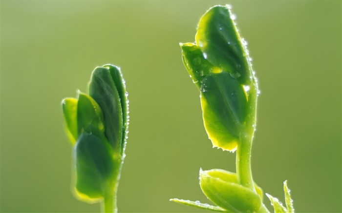 Дождь прорастающих семян обои,s изображение