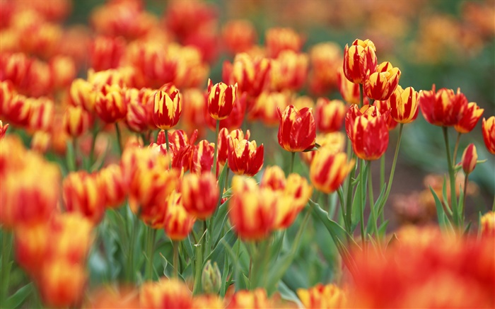 Красные и оранжевые цвета лепестки, тюльпан цветы обои,s изображение