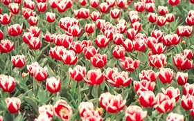 Красные и белые тюльпаны цветы HD обои