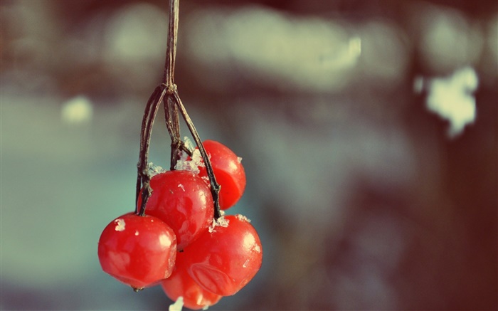 Красные ягоды, боке обои,s изображение