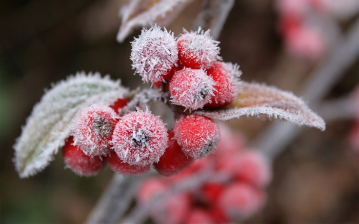 Красные ягоды, снег, лед, зима обои,s изображение