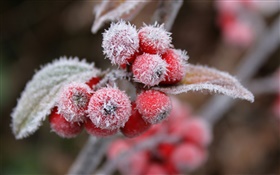 Красные ягоды, снег, лед, зима HD обои