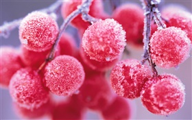 Красные ягоды, зима, мороз HD обои