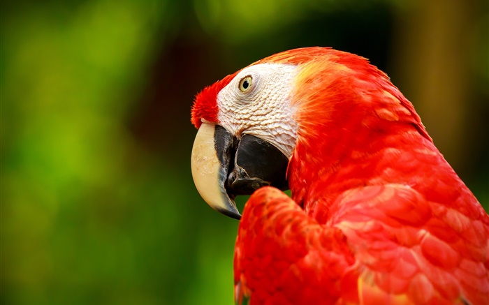 красный ара перо обои,s изображение