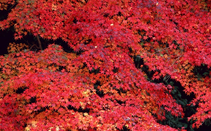 Красные листья, осень обои,s изображение