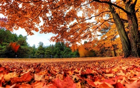 Красные листья падают на землю, деревья, осень HD обои
