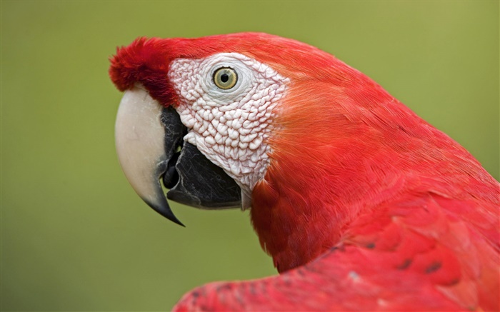 Красный ара крупным планом обои,s изображение