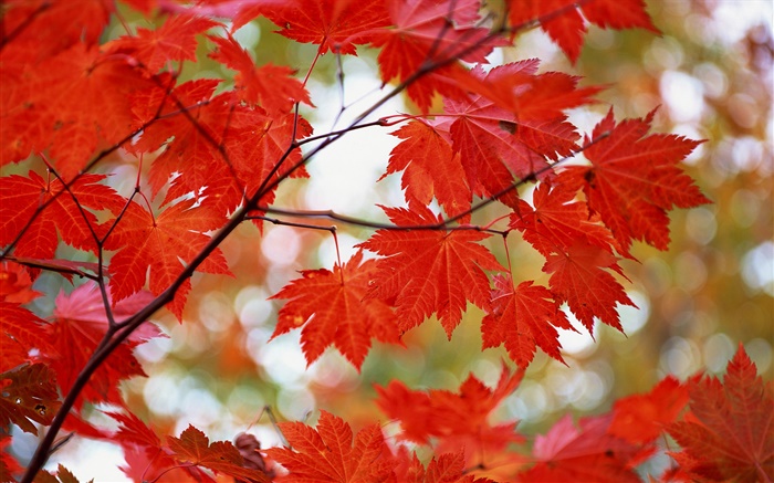 Красные кленовые листья, осень обои,s изображение