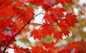 Красные кленовые листья, осень HD обои