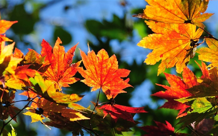 Красные листья клена, боком, осень обои,s изображение