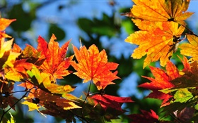 Красные листья клена, боком, осень