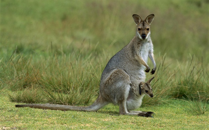 Красный шеей кенгуру, мать с ребенком, Австралии обои,s изображение