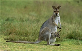 Красный шеей кенгуру, мать с ребенком, Австралии HD обои