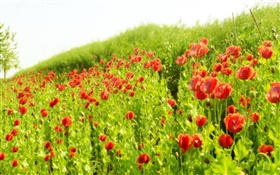 Красный цветок мака поле под солнцем