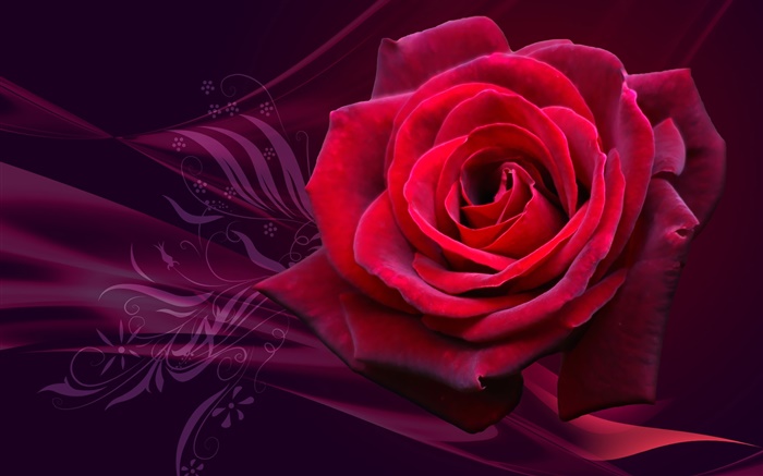 Красная роза цветок крупным планом обои,s изображение
