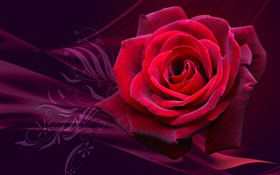 Красная роза цветок крупным планом HD обои